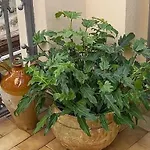Oro Blu Будинок відпочинку